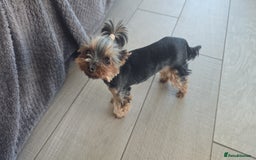 Yorkshire Terrier dogs for sale: Tiny gorgeous baby boys - Image 26