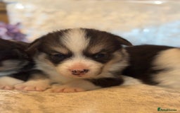 Welsh Corgi Pembroke dogs for sale: Pedigree, health tested parents, licensed breeder - Image 17