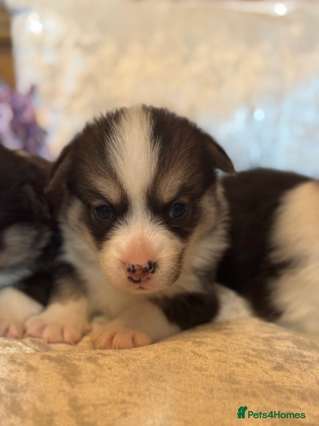 Welsh Corgi Pembroke dogs for sale: Pedigree, health tested parents, licensed breeder - Image 17