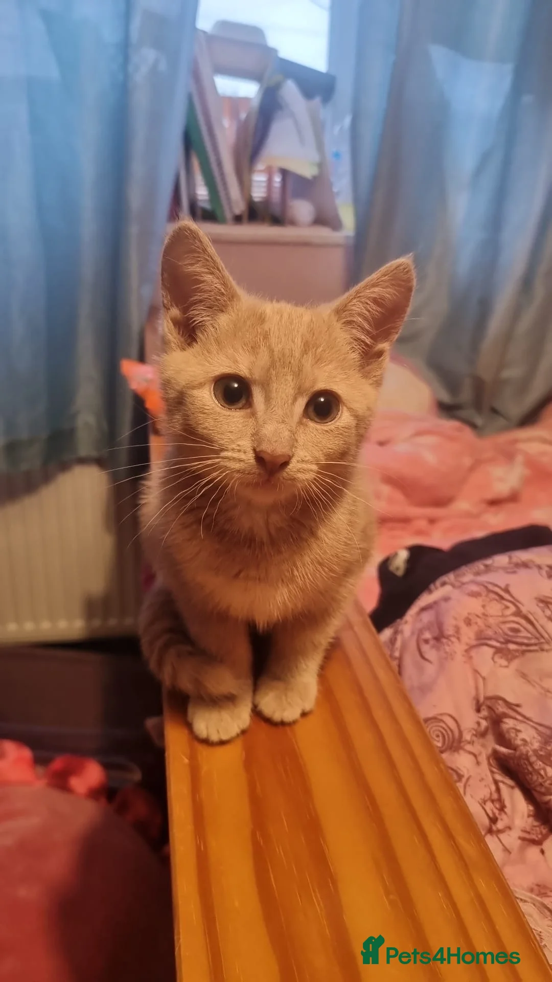 Mixed Breed cats for sale: 2 beautiful ginger cats - Advert 2