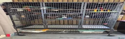 Ringnecks birds for sale: Indian ringneck parrot in Bristol - Advert 4