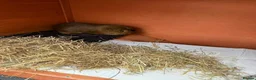 Guinea Pig rodents for sale: 1 year old Guinea Pigs and Hutch in Poole - Advert 3