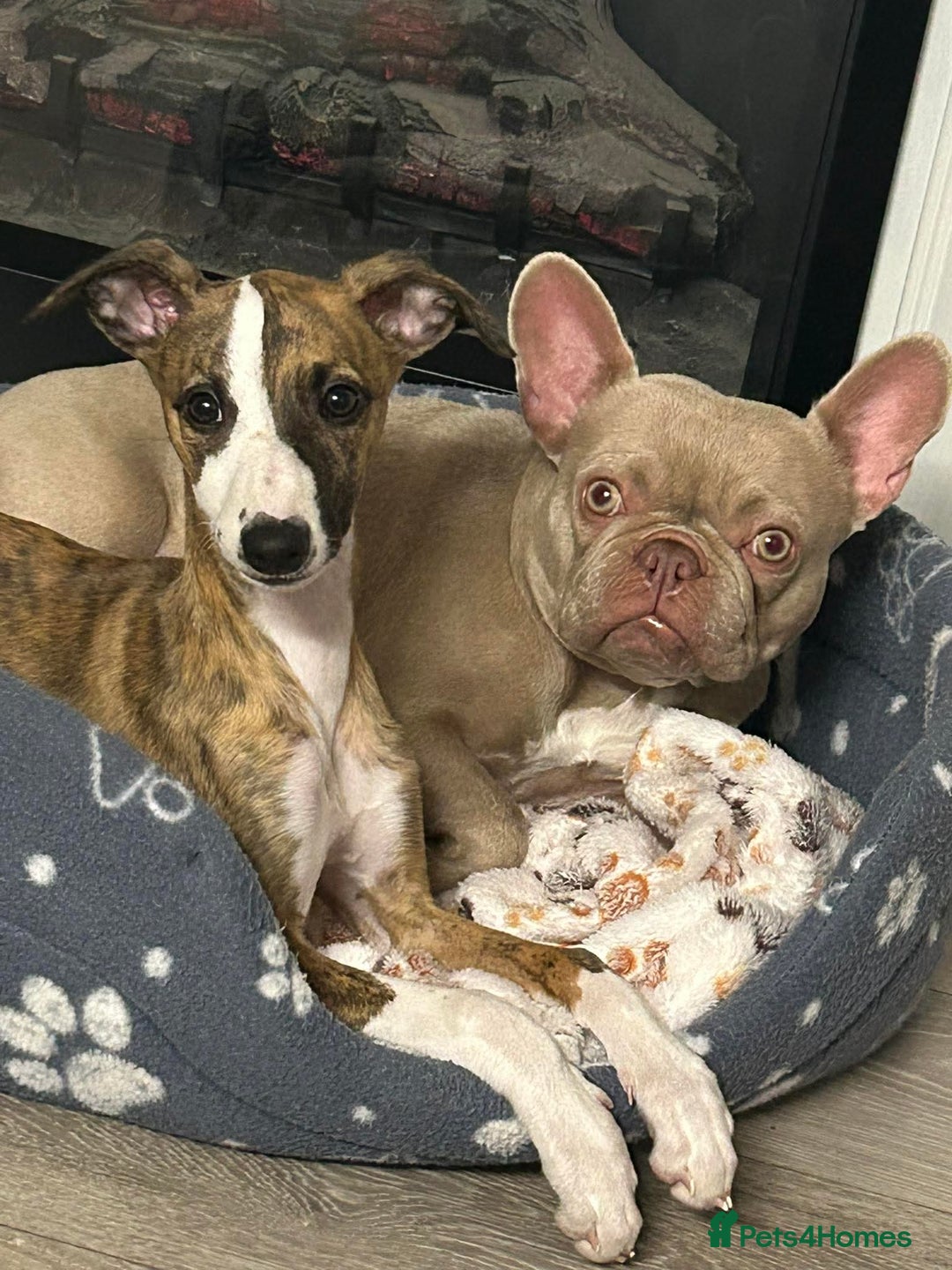 Whippet dogs for sale: Kennel club 6m old female whippet,HALO - Advert 4