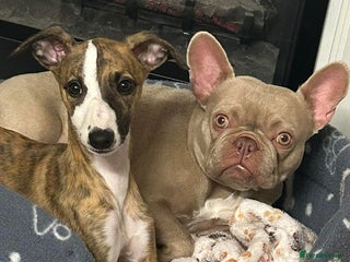 Whippet dogs Kennel club 6m old female whippet,HALO - Advert 11