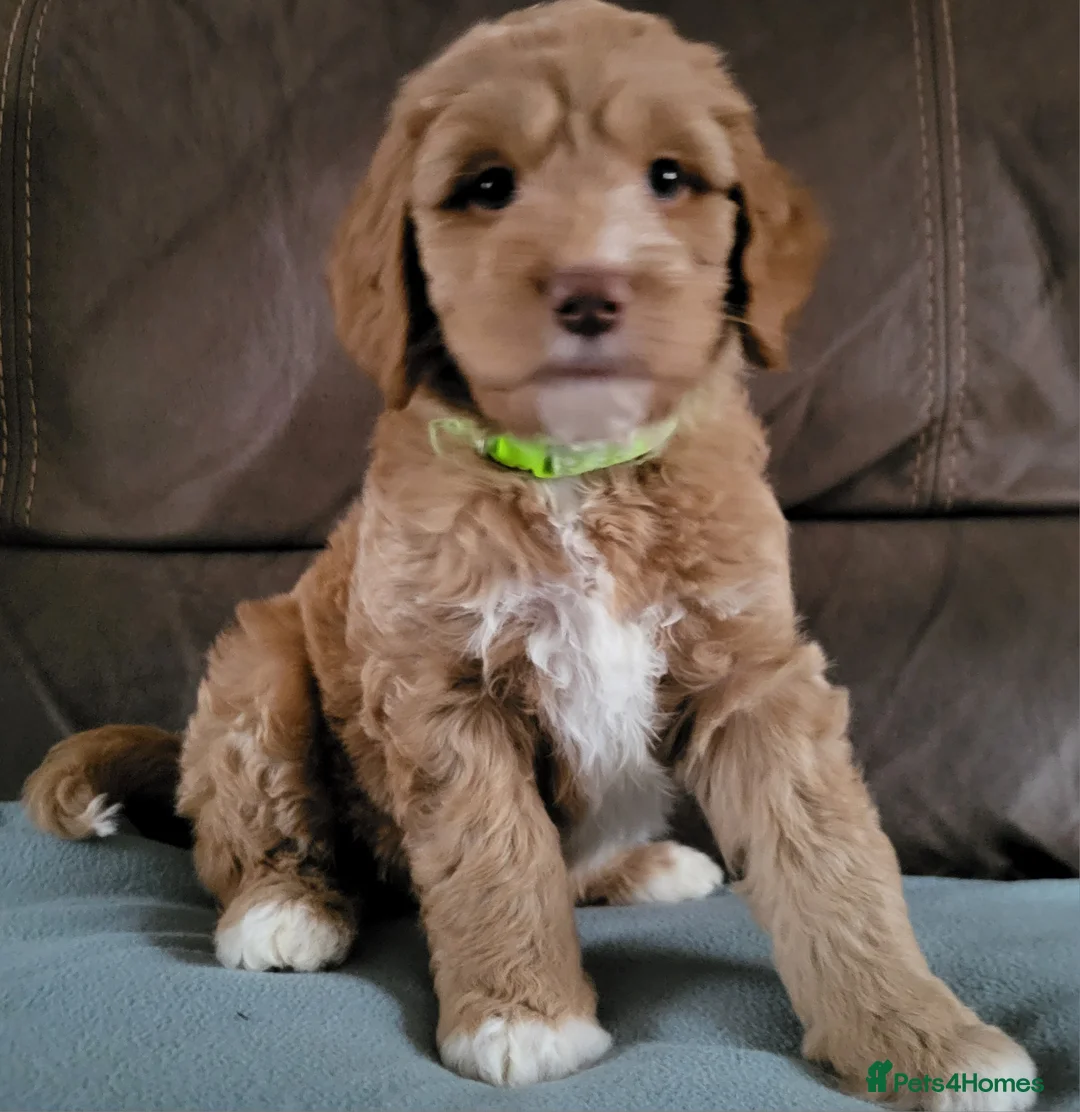 Goldendoodle dogs for sale: Goldendoodle-ONLY THIS BEAUTY LEFT  - Advert 5
