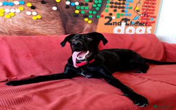 Labrador Retriever dogs for adoption: Prince - Over 4 years looking for his home! - Image 2