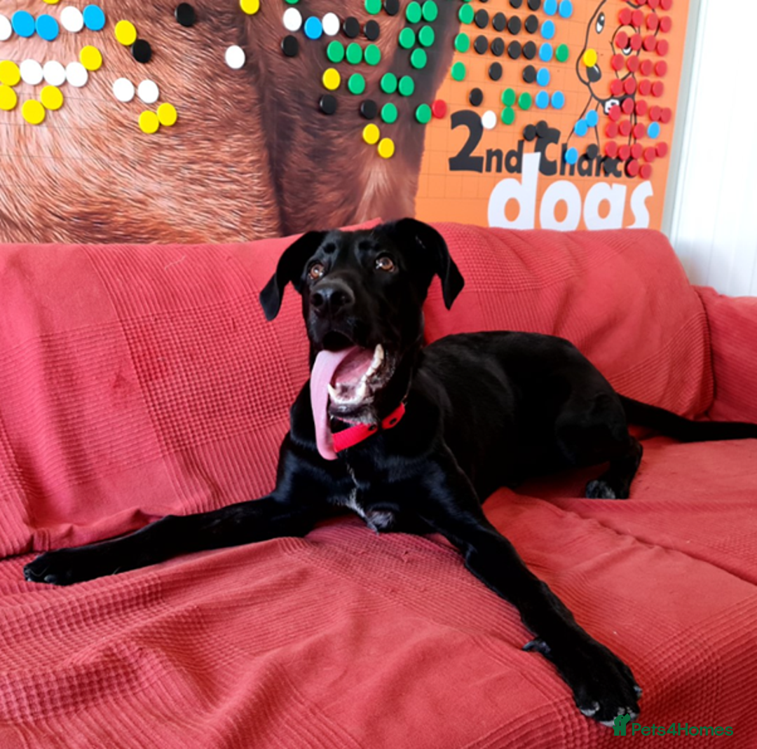 Labrador Retriever dogs for adoption: Prince - Over 4 years looking for his home! - Image 2