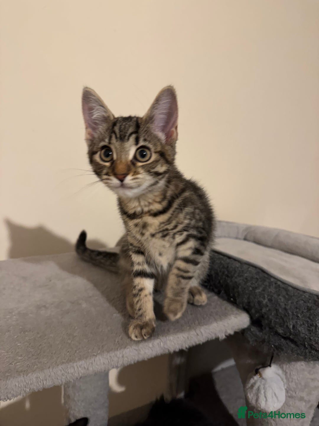 Mixed Breed cats for sale: 4 lovely kittens 🐈‍⬛ for sale - Advert 2