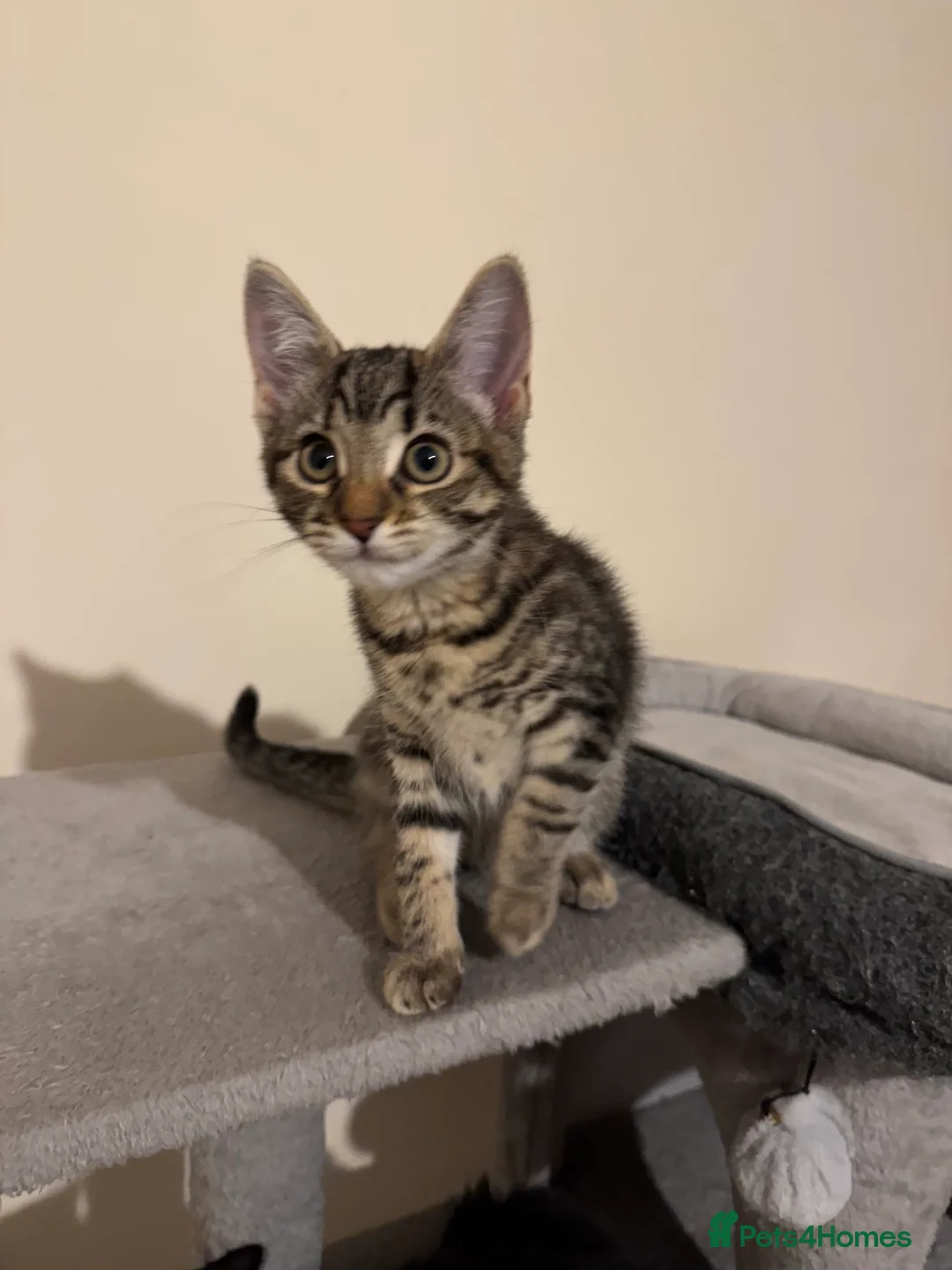 Mixed Breed cats for sale: 4 lovely kittens 🐈‍⬛ for sale - Advert 2