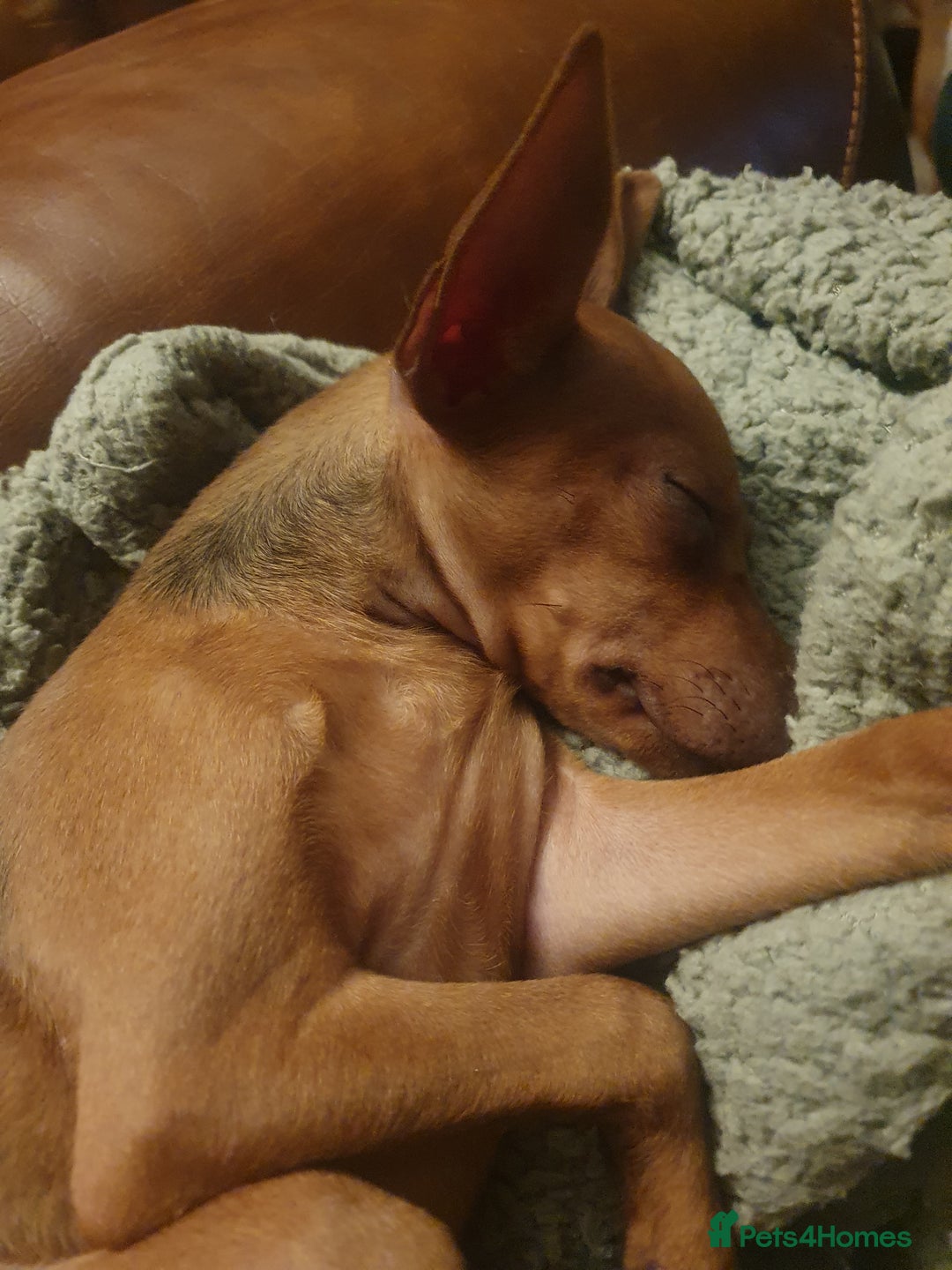 Miniature Pinscher dogs for sale: Miniature pinscher stag red boy  - Advert 8