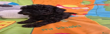Cavapoo 3