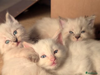 Ragdoll cats Beautiful Playful Ragdoll Kittens - Advert 1