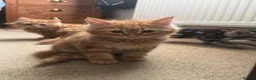 Mixed Breed cats for sale: 5 fluffy playful kittens looking for homes - Advert 4
