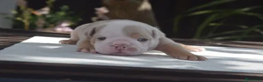English Bulldog 1