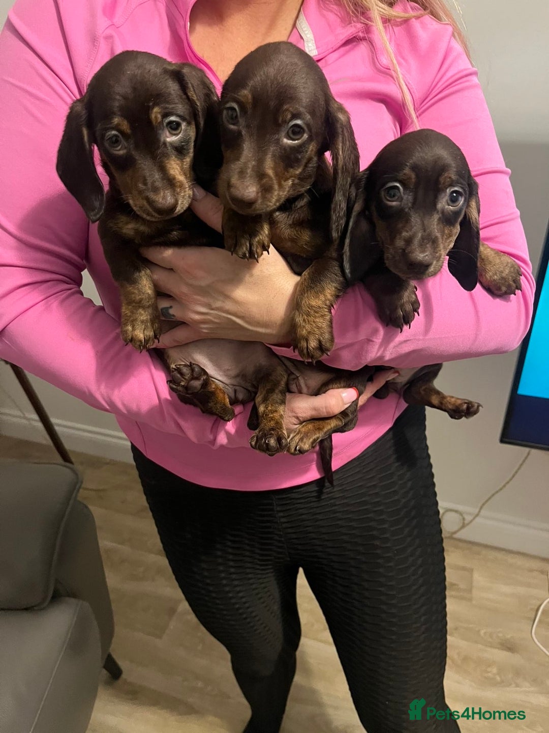 Miniature Dachshund dogs for sale: Ready now  - Advert 4