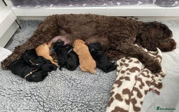 Cockapoo dogs for sale: Cockapoo Puppies for Sale - Image 17