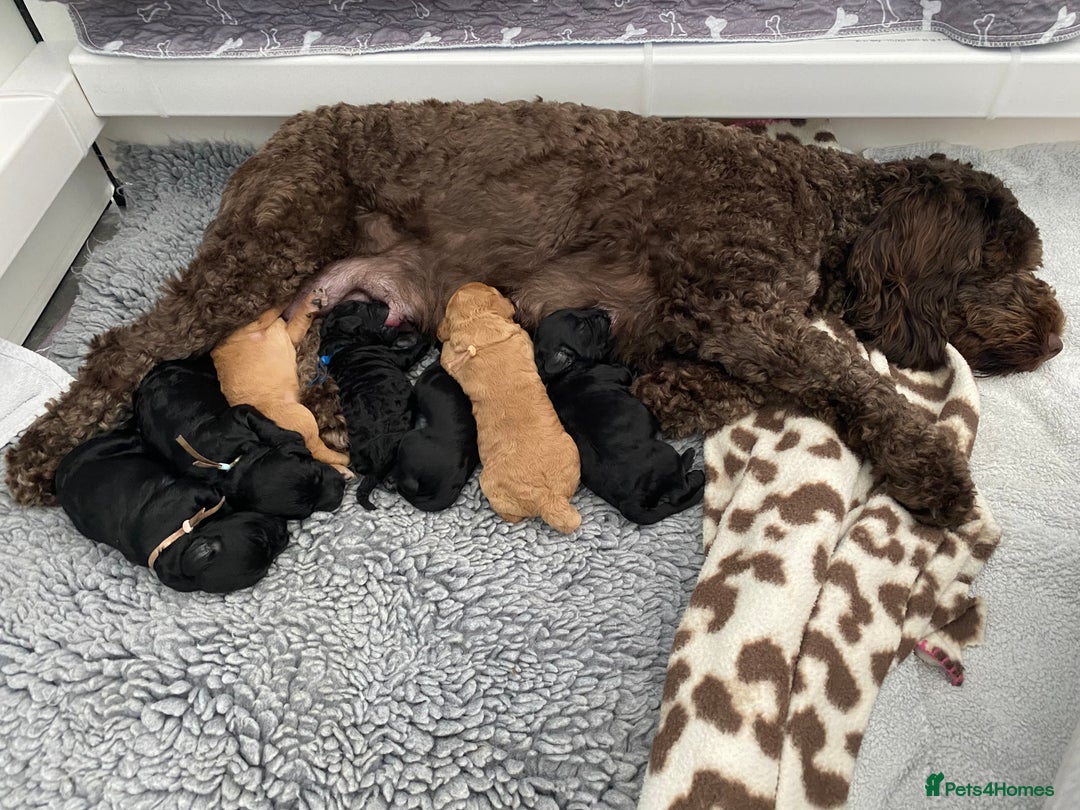 Cockapoo dogs for sale: Cockapoo Puppies for Sale - Image 17