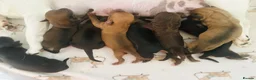 Mixed Breed dogs for sale: JR x Dachshund Puppies  - Advert 17