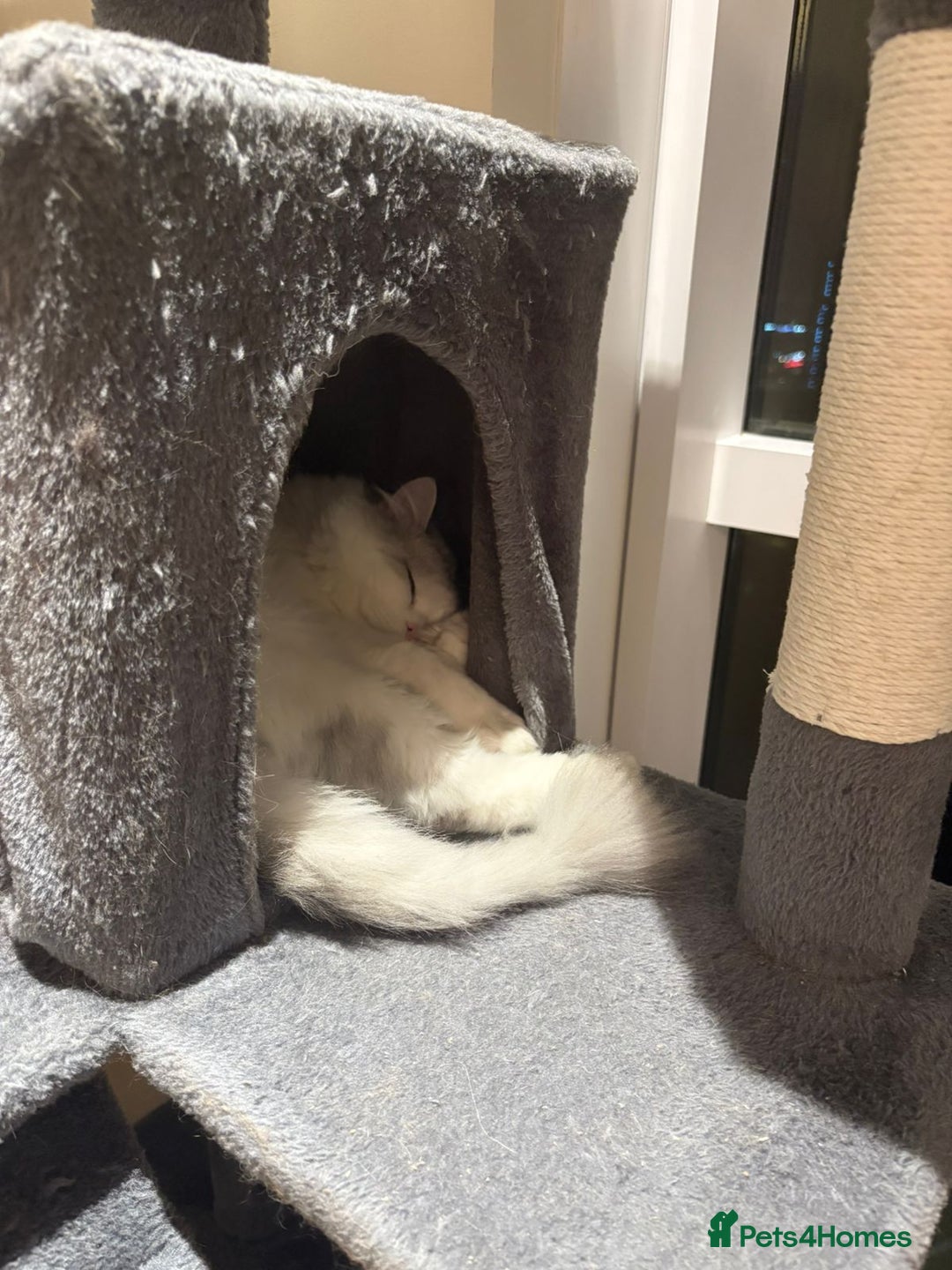 Mixed Breed cats for adoption: SKY MIX PERSIAN AMAZING LOOKING & FRIENDLY NEUTER - Advert 15