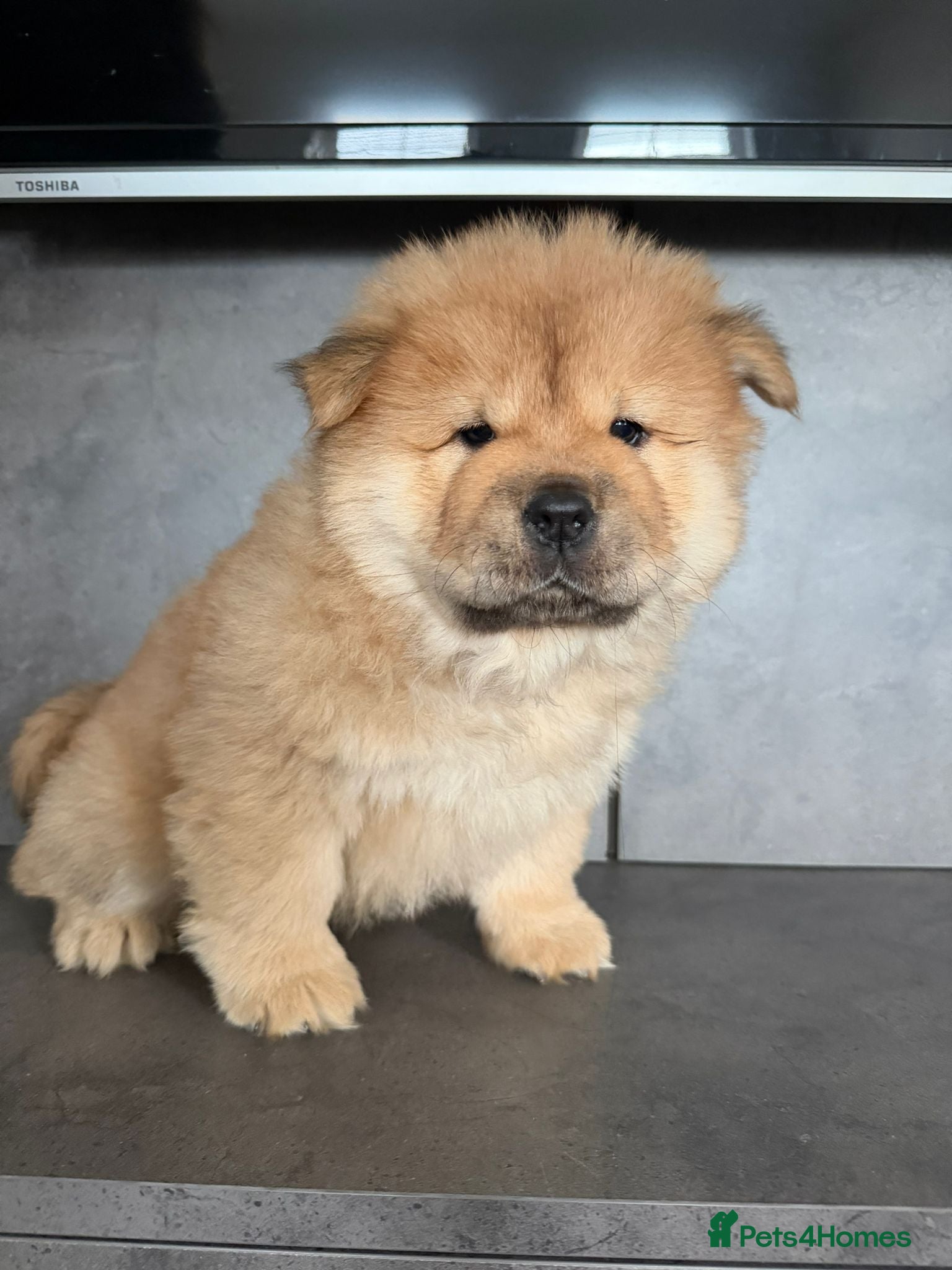Chow Chow dogs Chow chow puppies ready to go 20th jan - Advert 9