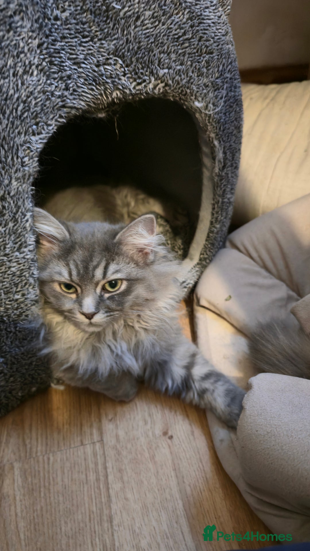 Ragdoll cats for sale: Adorable Ragdoll cross Scottish Straight - Advert 4