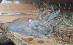 New Zealand rabbits for sale: Calm & Friendly New Zealand Kits - Image 2