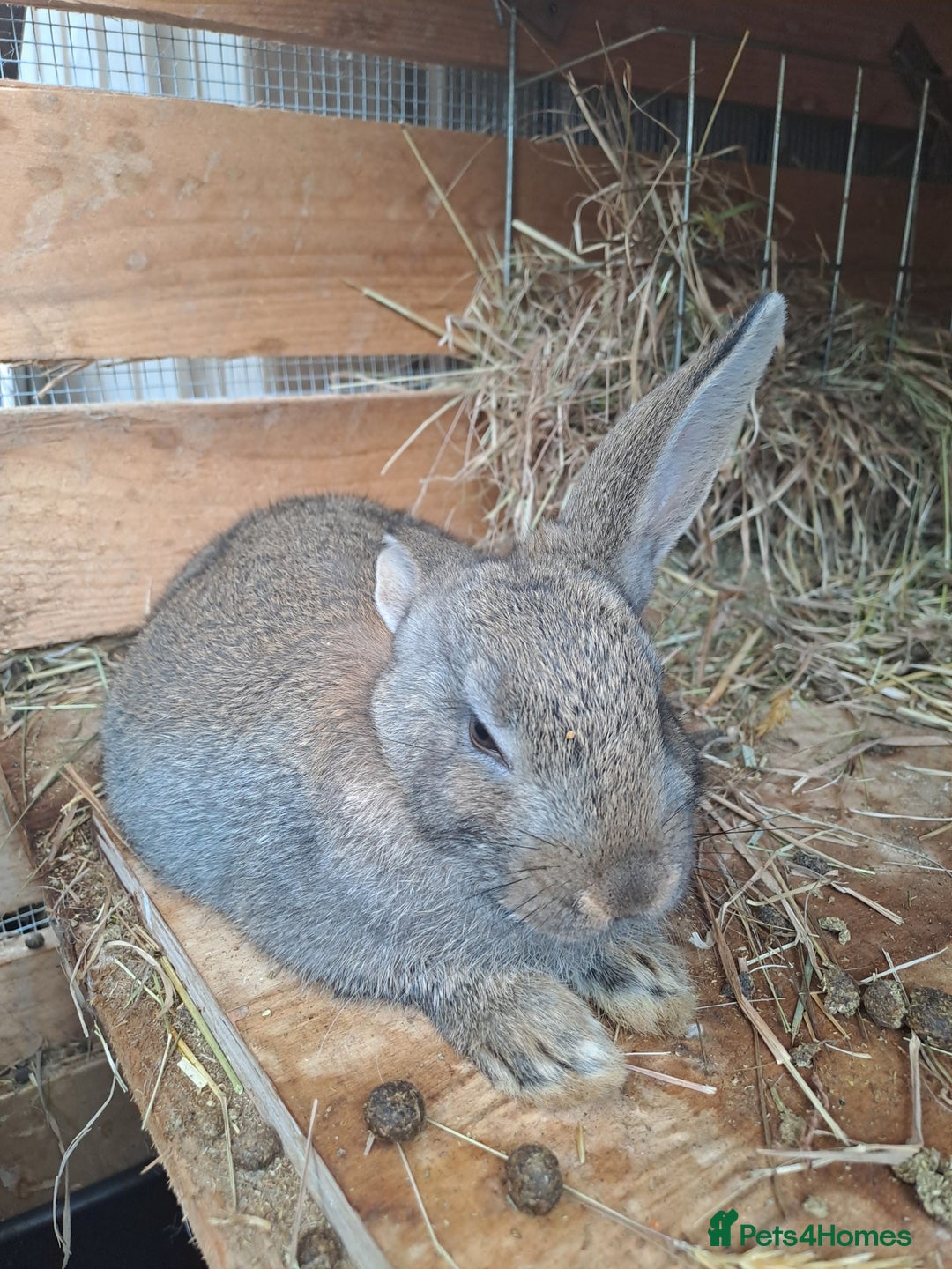 New Zealand rabbits for sale: Calm & Friendly New Zealand Kits - Image 2