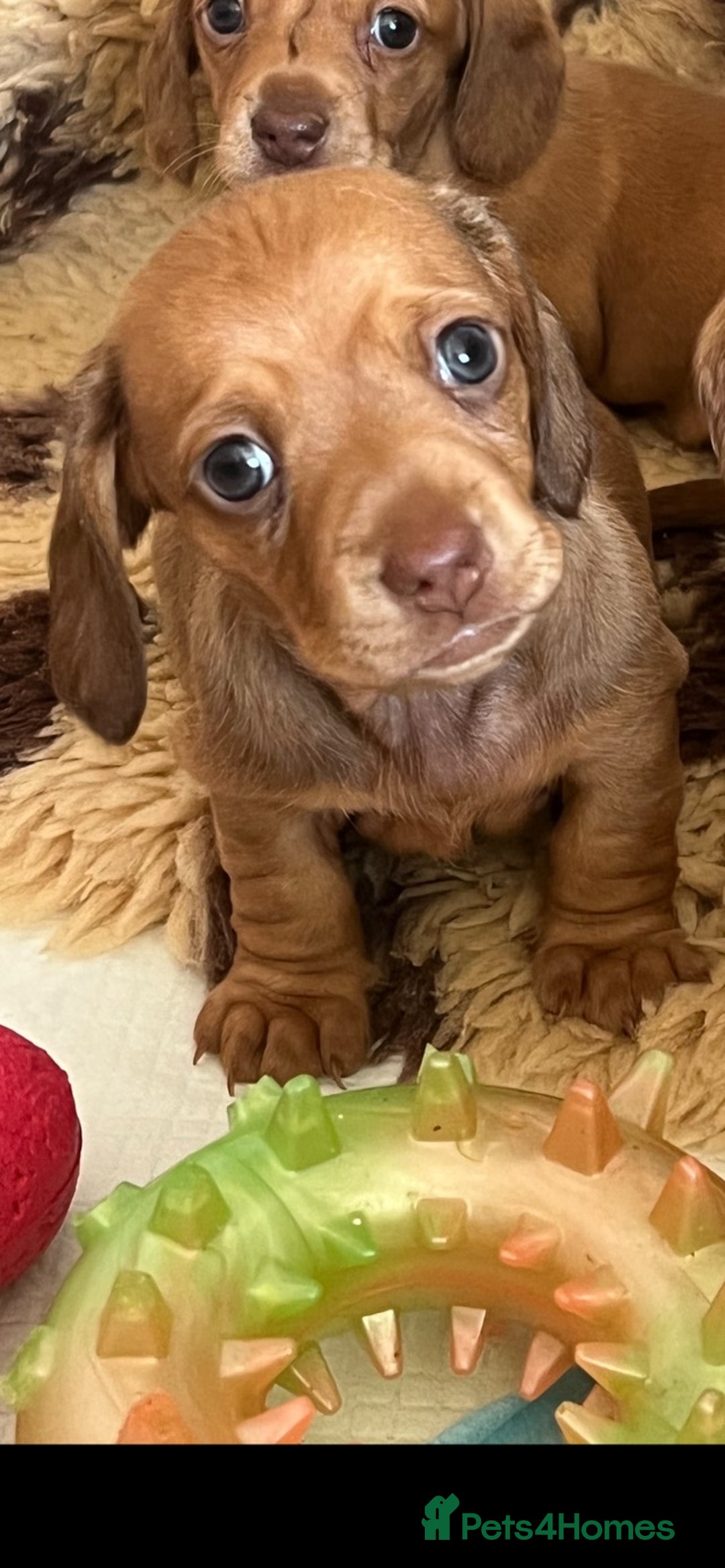 Dachshund dogs for sale: READY NOW OUTSTANDING PUPPIES  - Advert 7