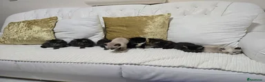 Domestic Shorthair 8