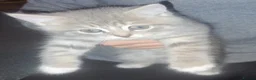 Mixed Breed cats for sale: Miniature kittens ready to go  - Advert 10