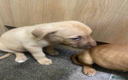 Mixed Breed dogs for sale: Puppies  - Image 9