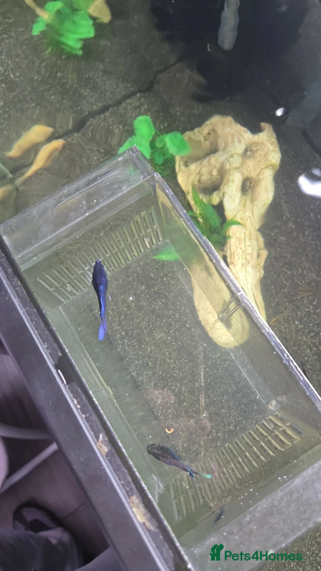 Bettas fish for sale: 2 female fighting fish 5 pound for both  in South Shields - Advert 3
