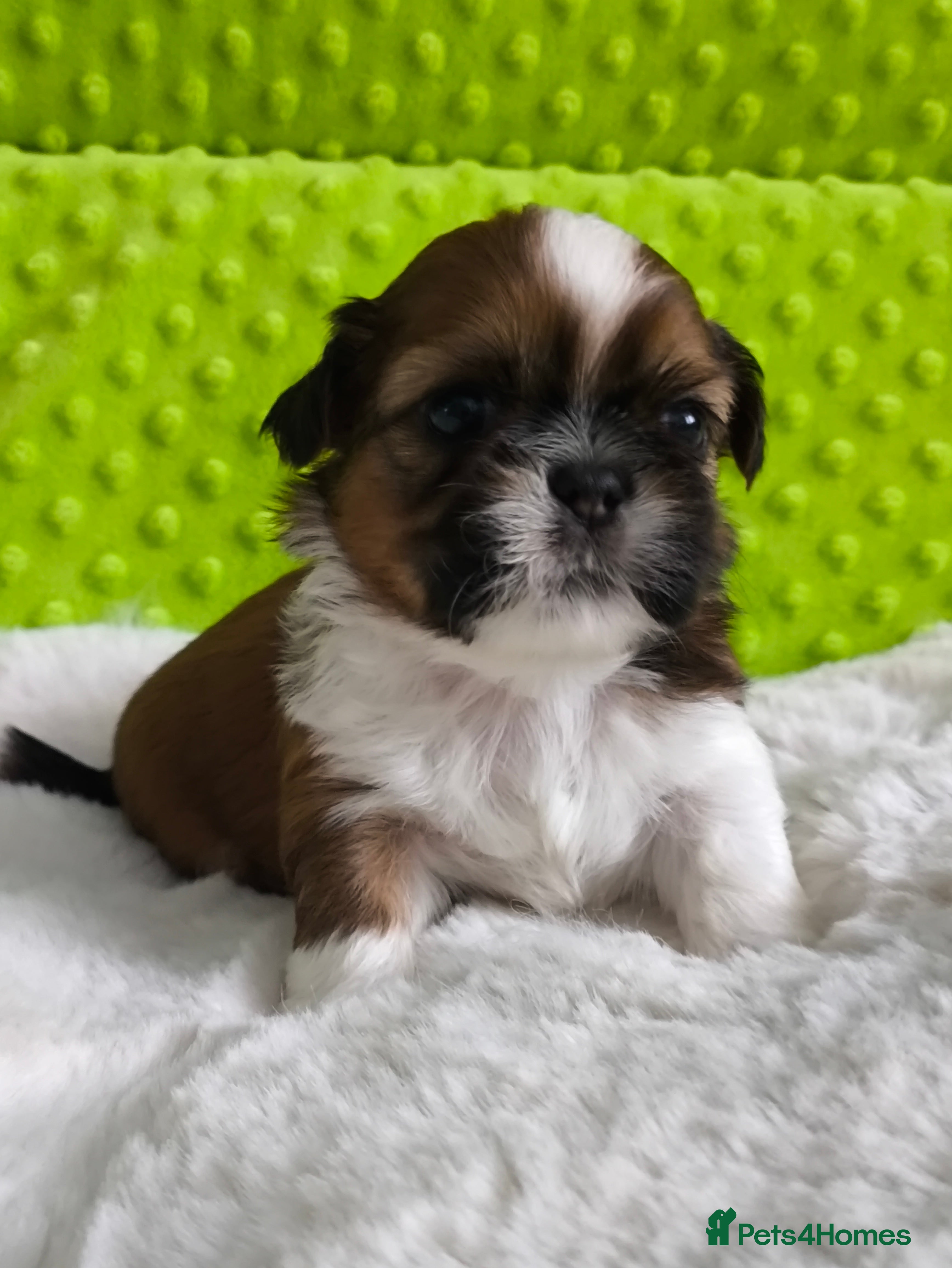 Shih Tzu dogs SHIH TZU STANDARD - PURE BREED  - Advert 3