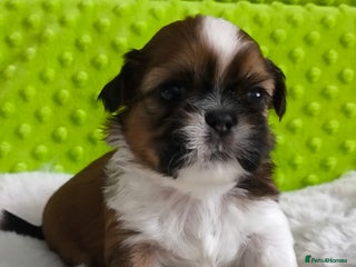 Shih Tzu dogs SHIH TZU STANDARD - PURE BREED - Advert 18
