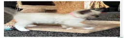 Ragdoll cats for sale: 6 cute pure breed Ragdoll kittens 2 boys 4 girls  - Advert 32