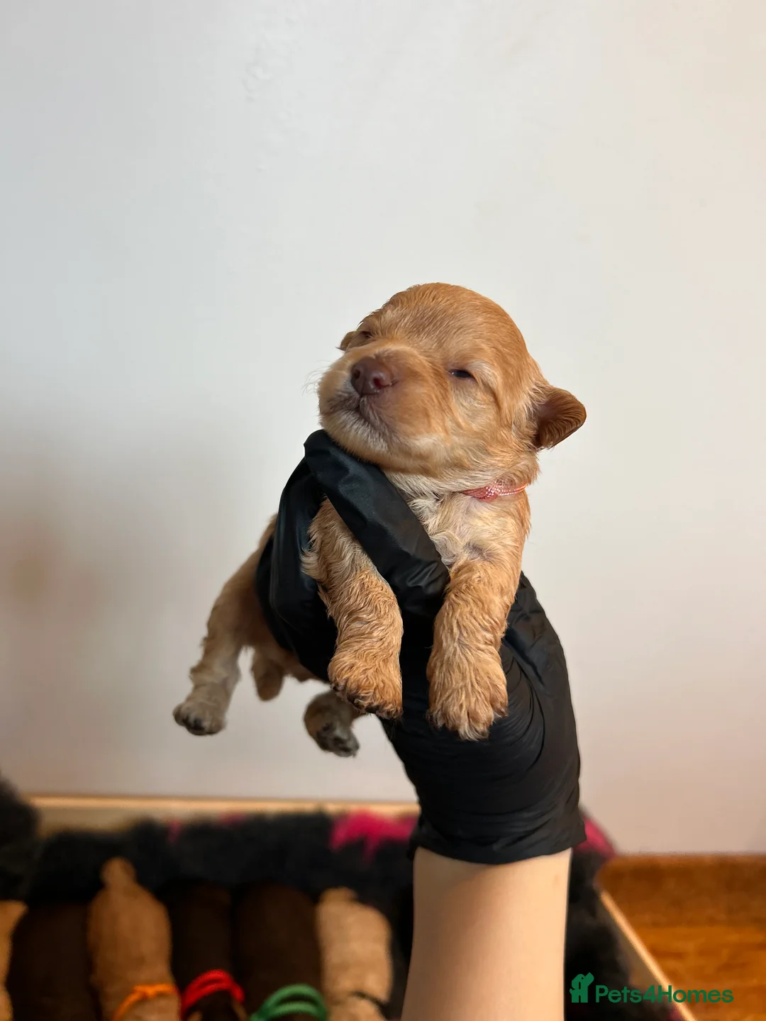 Maltipoo dogs for sale: Chocolate & tan Maltipoos (TOY!) - Advert 20