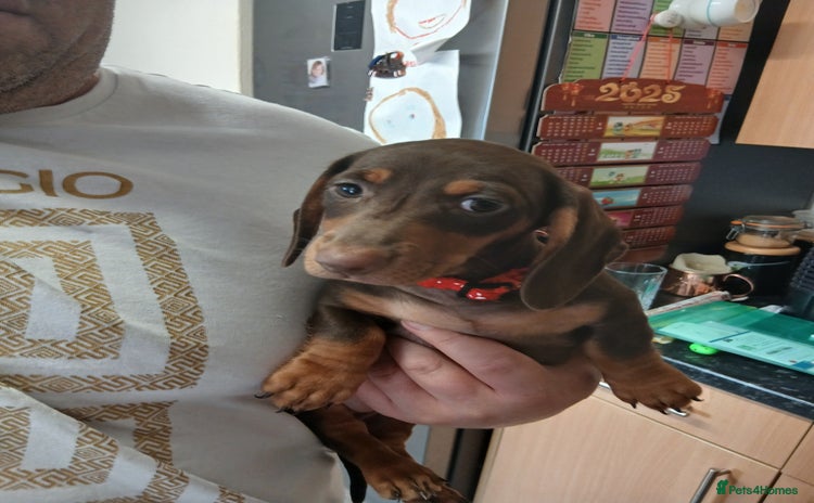 Miniature Dachshund dogs - Advert 1