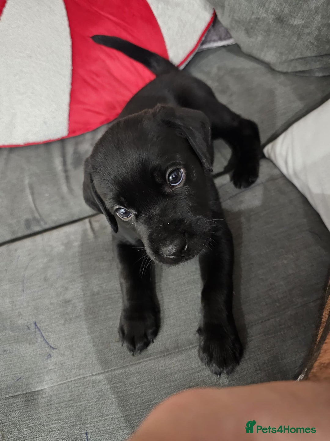 Labrador Retriever dogs for sale: Black lab - Advert 11