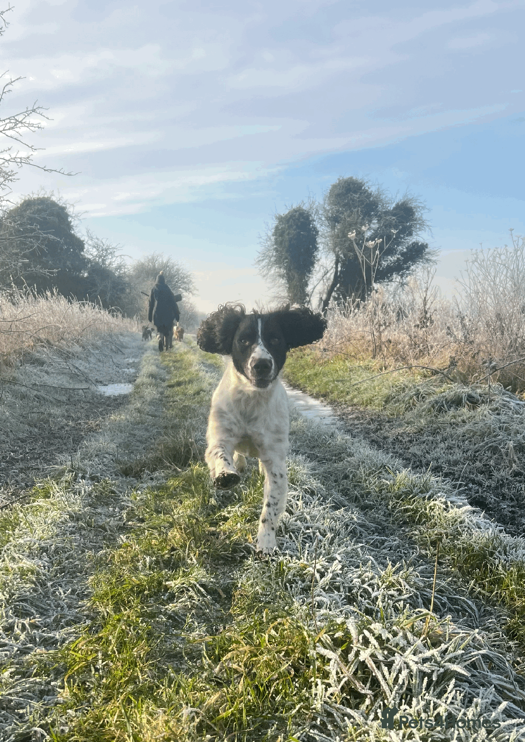 English Springer Spaniel dogs for sale: KC English Springer Spaniel Pups - Advert 2
