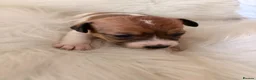 Jack Russell dogs for sale: Jack Russell puppies  in Consett - Advert 19