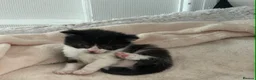 Domestic Shorthair cats for sale: Kittens for sale in Sheerness - Advert 5