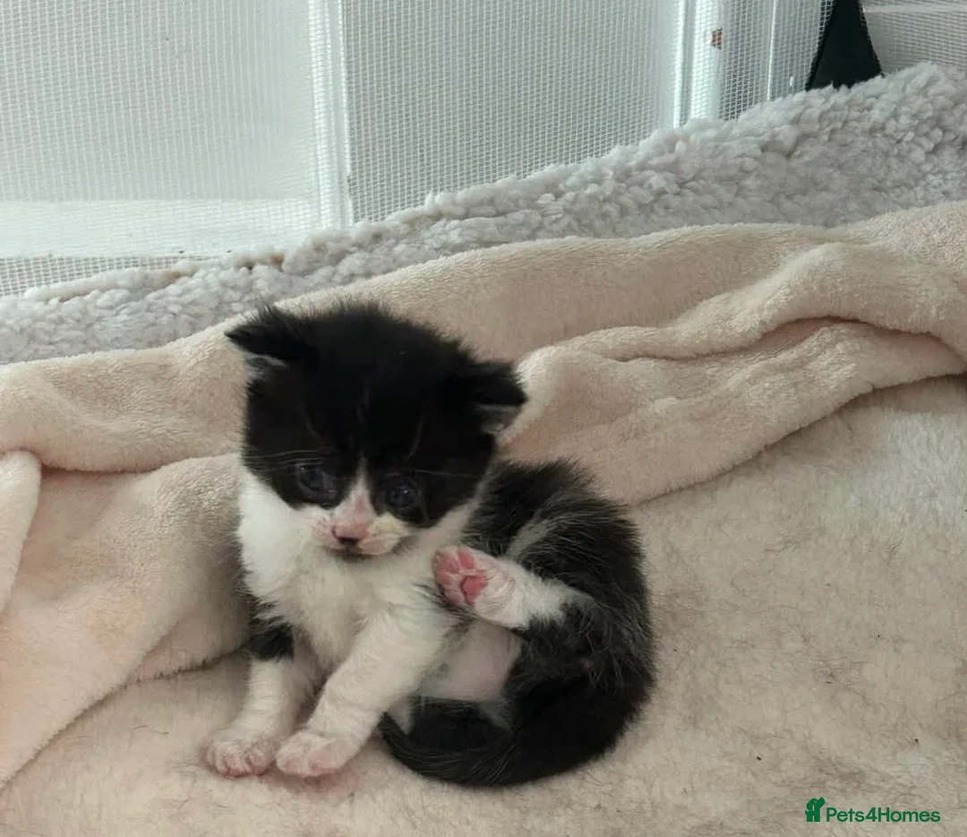 Domestic Shorthair cats for sale: Kittens for sale in Sheerness - Advert 5