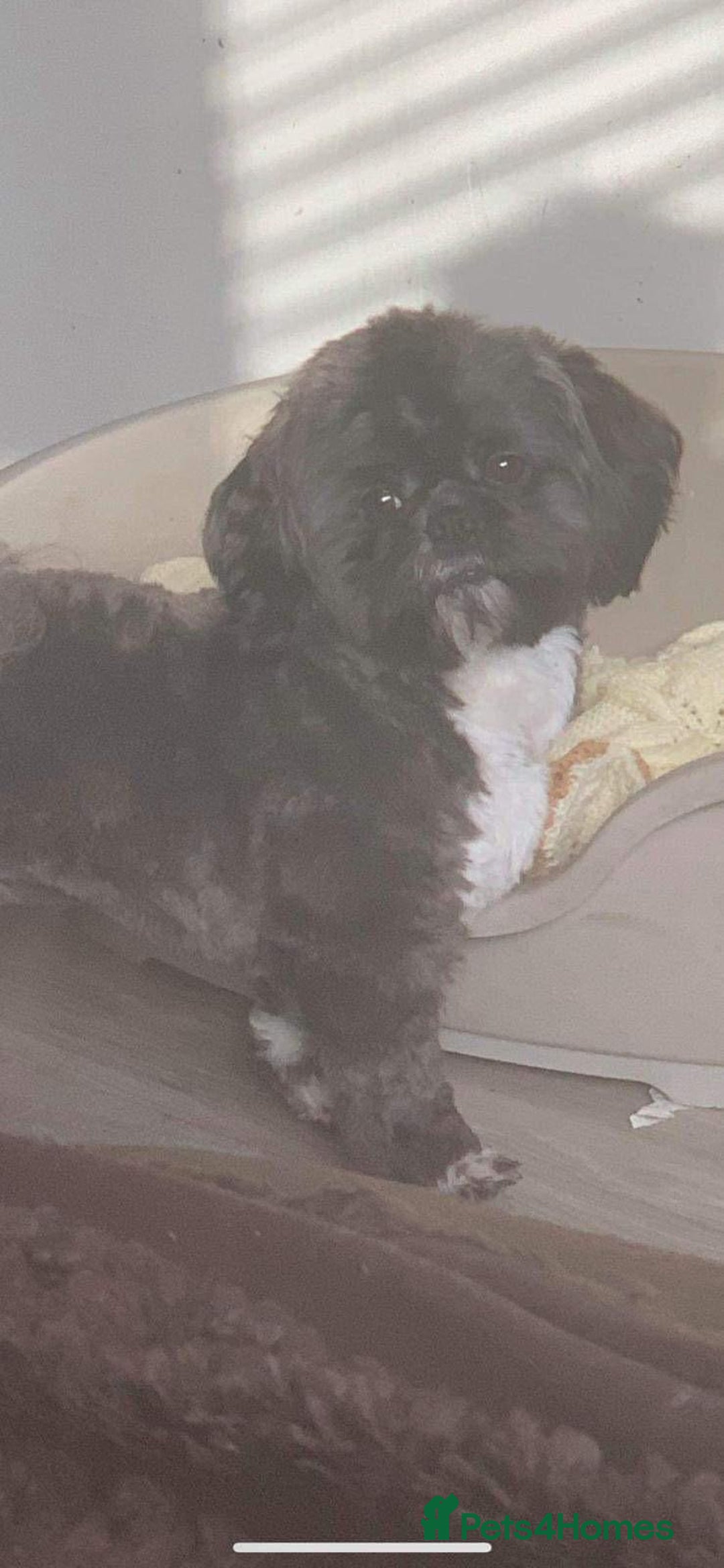 Shih Tzu dogs for sale: Kc Shih tzu  - Image 7