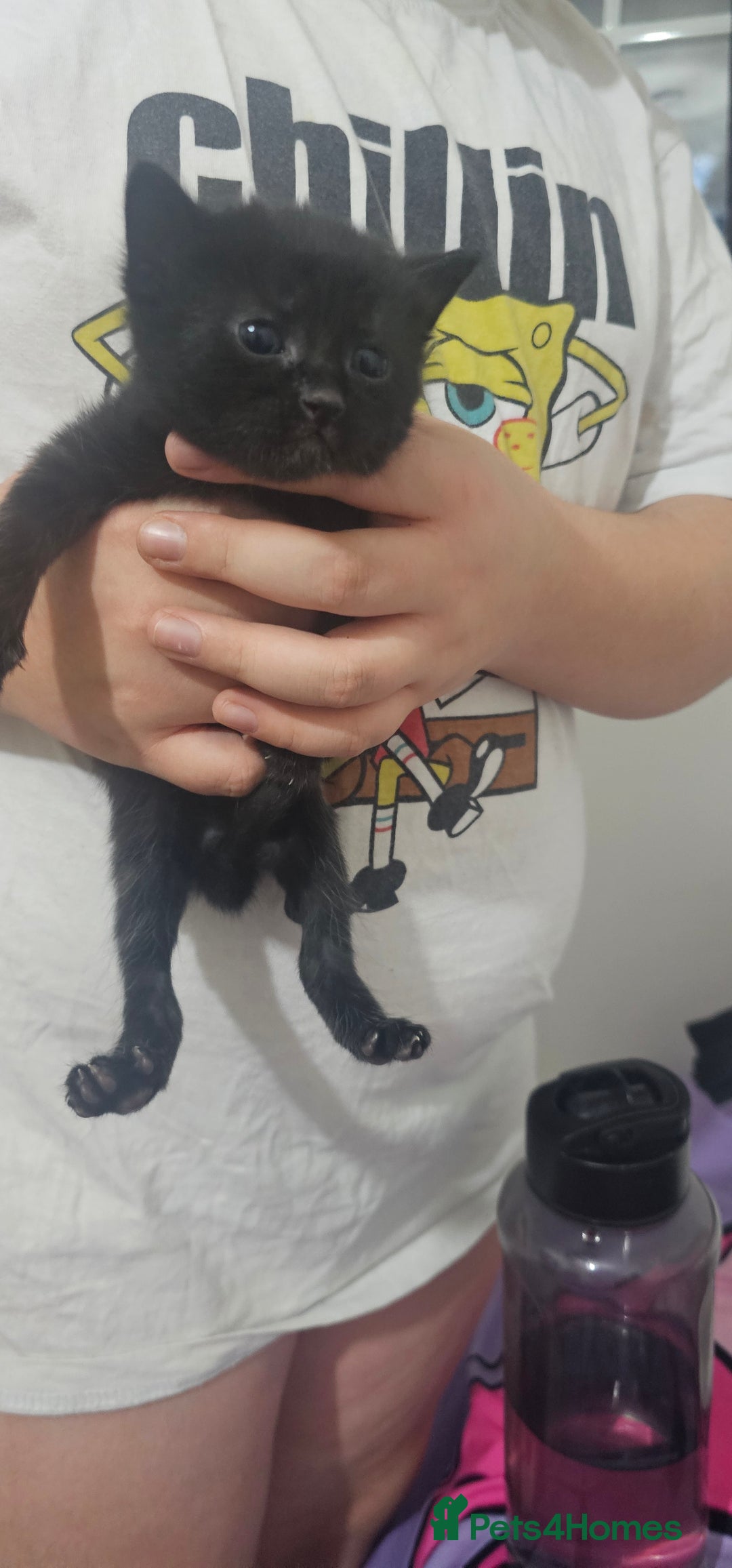 American Shorthair cats for sale: Sweet cats  - Advert 8