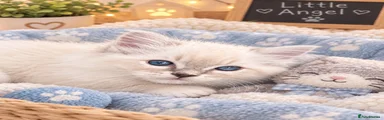 Ragdoll 2