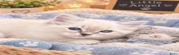 Ragdoll cats for sale: Gorgeous GCCF reg ragdoll babies.  - Advert 3