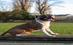Staffordshire Bull Terrier dogs for sale: KC Staffordshire Bull Terrier - Image 8
