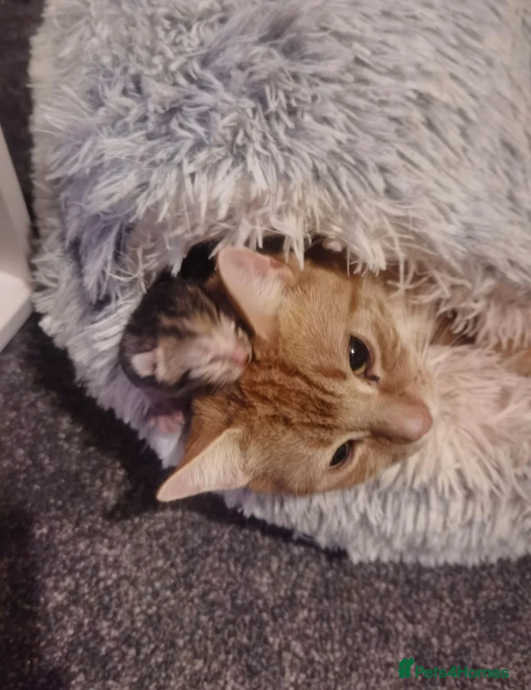 Mixed Breed cats for sale: Gorgeous Ginger and Tabby kittens - Advert 2
