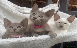 Mixed Breed cats for sale: Oriental X Siamese  - Image 16