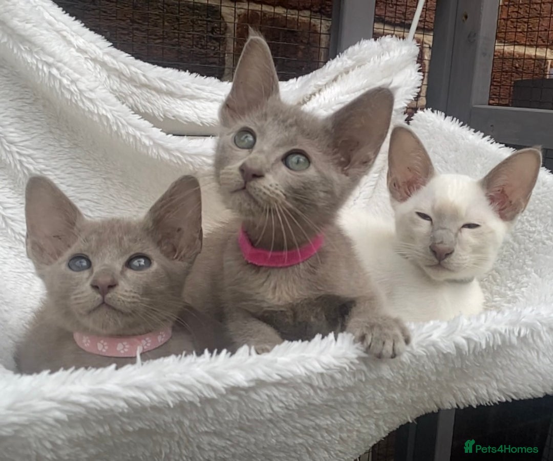 Mixed Breed cats for sale: Oriental X Siamese  - Image 16